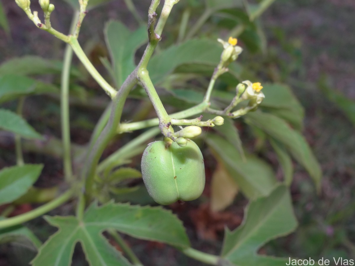 Jatropha glandulifera Roxb.